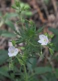 Veronica caucasica