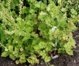 Tellima grandiflora