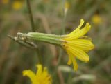 Chondrilla canescens