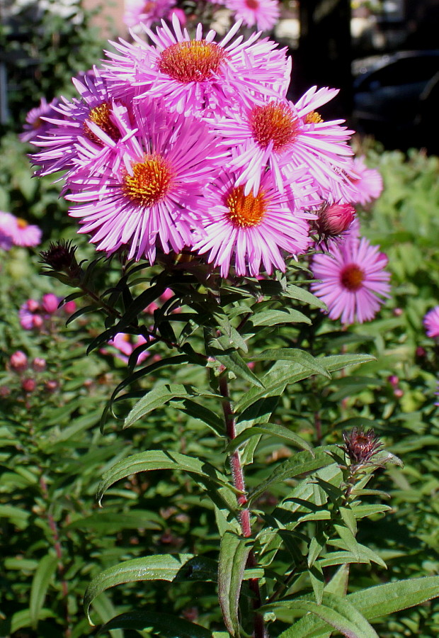 Изображение особи Symphyotrichum novae-angliae.