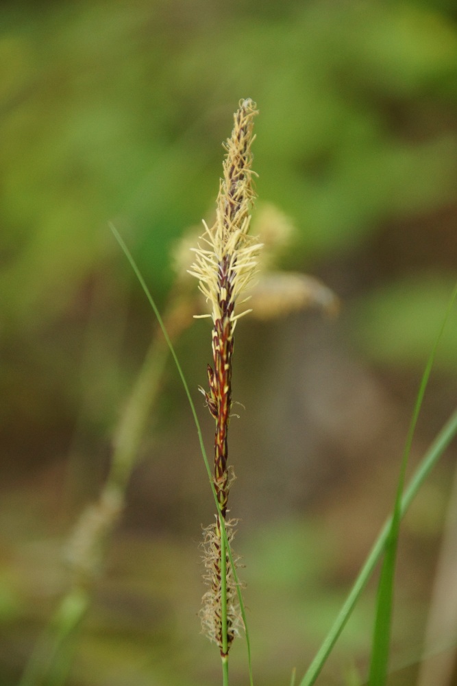 Изображение особи род Carex.