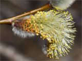 Salix phylicifolia. Мужское соцветие. Санкт-Петербург, Петергоф, Луговой парк. 20.04.2014.