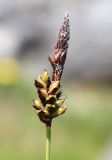 Carex sempervirens. Соцветие. Германия, г. Дюссельдорф, Ботанический сад университета. 04.05.2014.