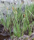 Carex aquatilis. Цветущие растения. Кольский полуостров, побережье Восточного Мурмана, пос. Дальние Зеленцы, мыс Аварийный. 25.07.2009.