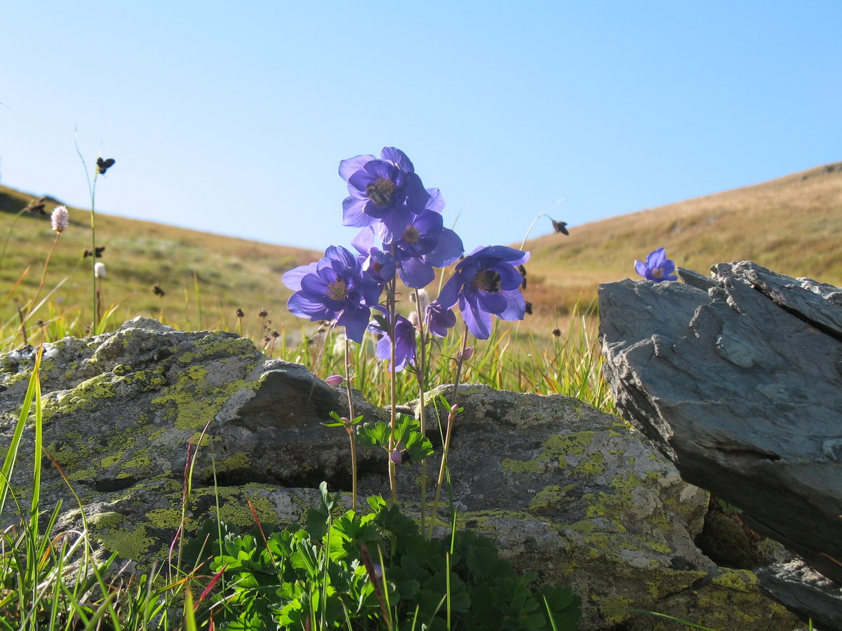 Изображение особи Aquilegia glandulosa.