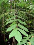 Juglans ailanthifolia var. cordiformis