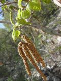 Betula tianschanica