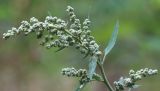 Chenopodium album. Верхушка побега с соцветиями. Ростовская обл., Неклиновский р-н, Новобессергеневское с/п, балка Платонова, в лесу на поляне. 15.09.2015.