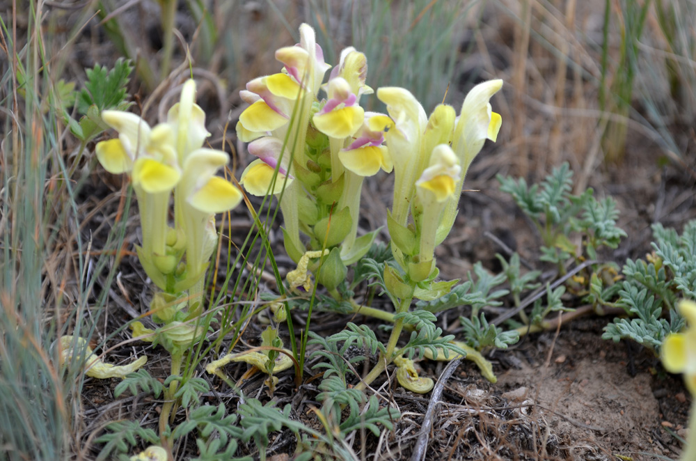 Изображение особи Scutellaria przewalskii.