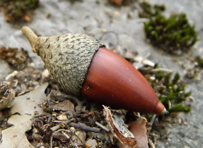 Image of Quercus coccifera specimen.