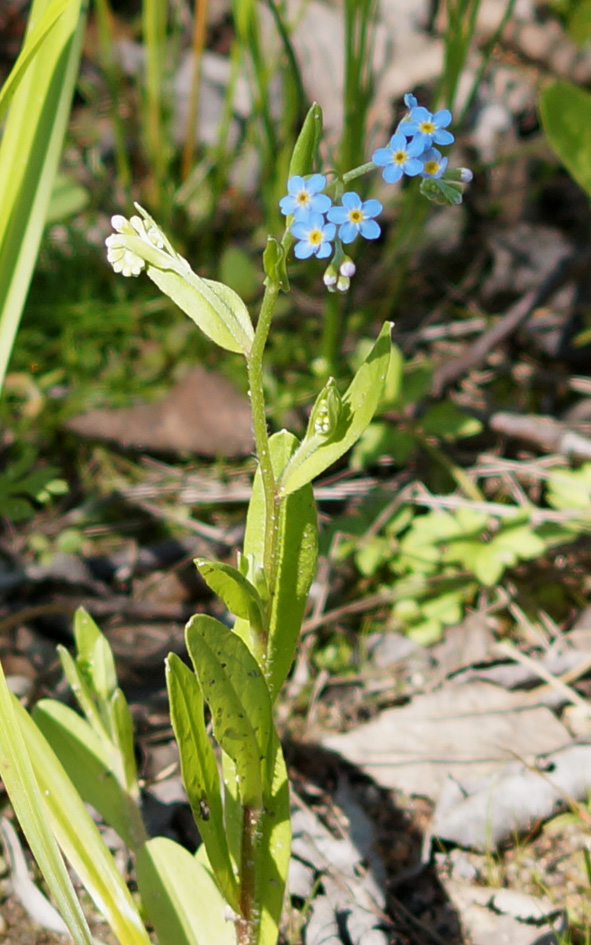 Изображение особи Myosotis palustris.