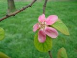 Pseudocydonia sinensis. Цветок. Краснодарский край, г. Сочи. Лазаревский р-н. пос. Дагомыс, в культуре. 29.03.2016.