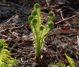 Matteuccia struthiopteris