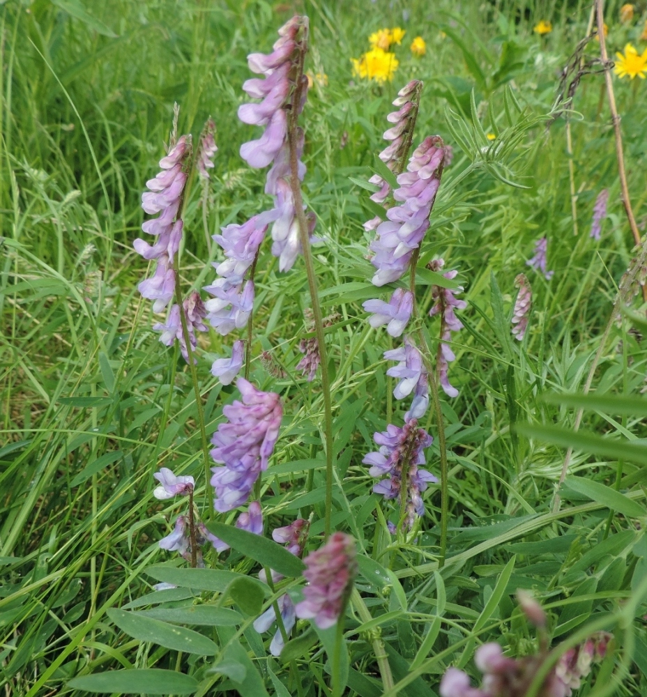 Image of Vicia cracca specimen.