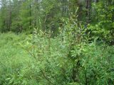 Salix phylicifolia. Вегетирующее растение. Ямало-Ненецкий АО, Надымский р-н, пос. Приозёрный, правый берег р. Левая Хетта, край сфагнового болота в сыром хвойно-мелколиственном лесу. 14 июля 2016 г.