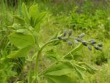 Baptisia australis