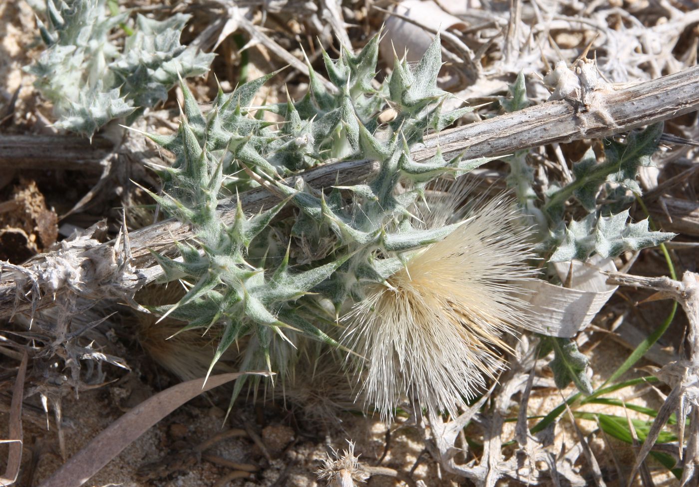 Изображение особи Echinops spinosissimus ssp. spinosus.