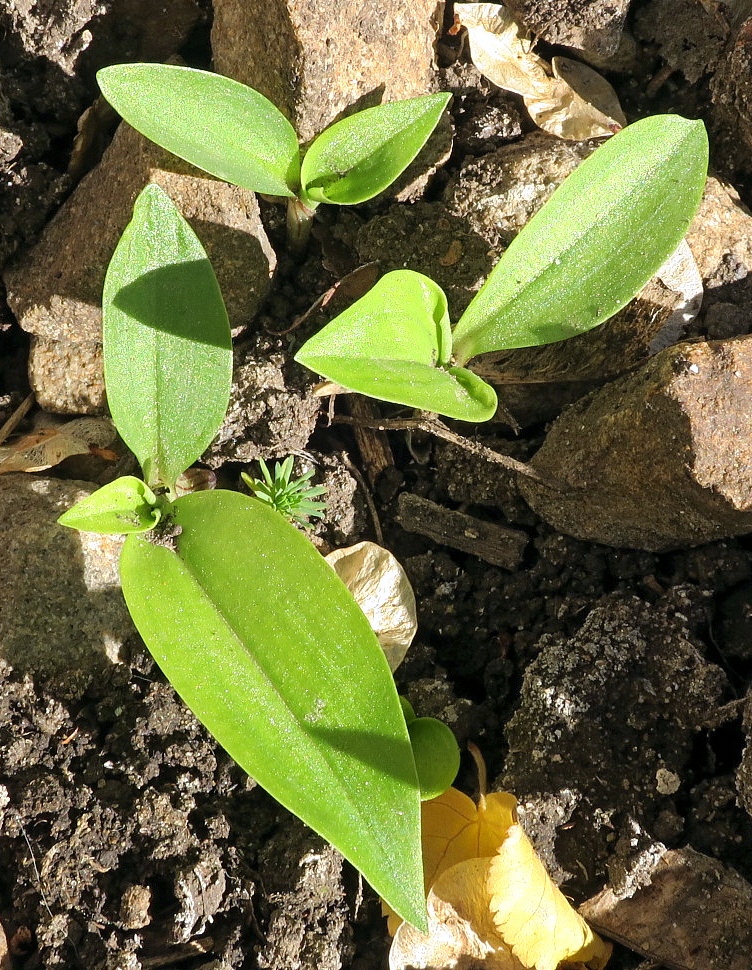 Изображение особи Commelina communis.