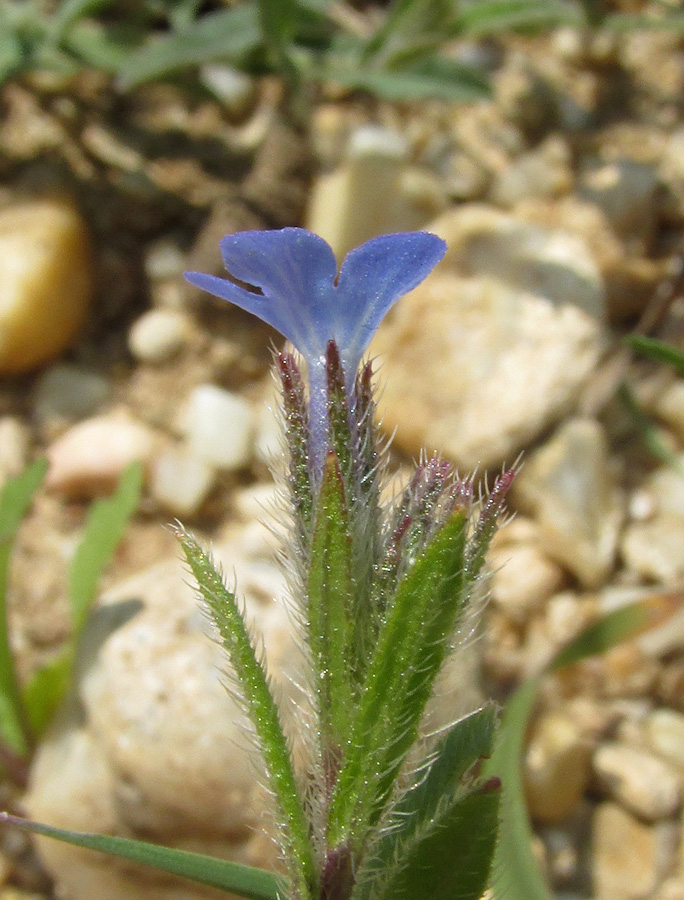 Изображение особи Anchusa thessala.