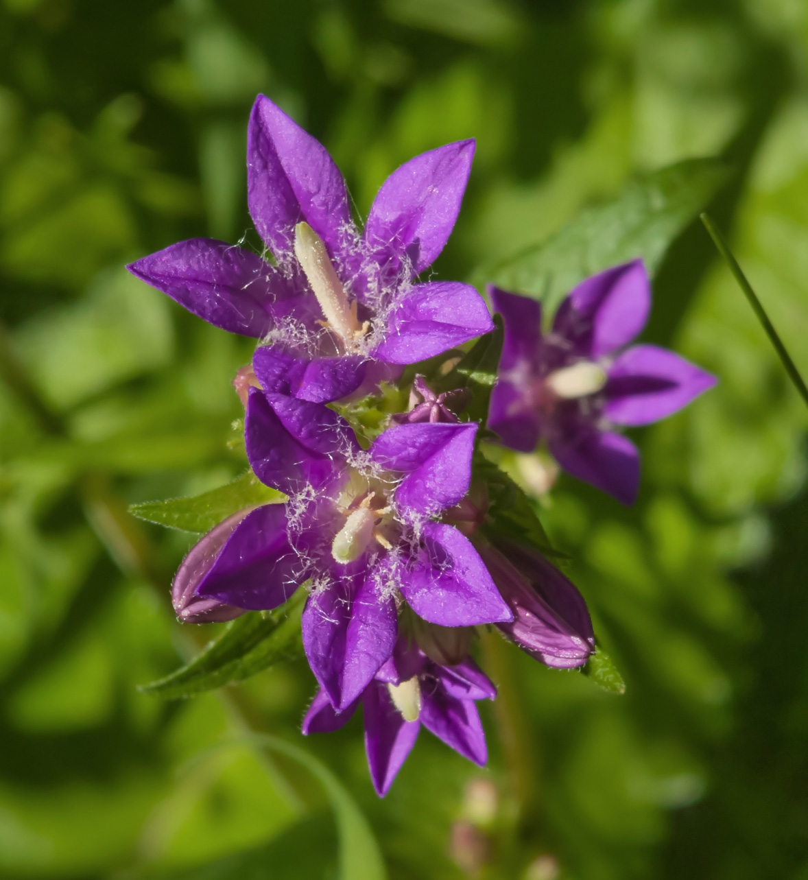 Изображение особи Campanula glomerata.