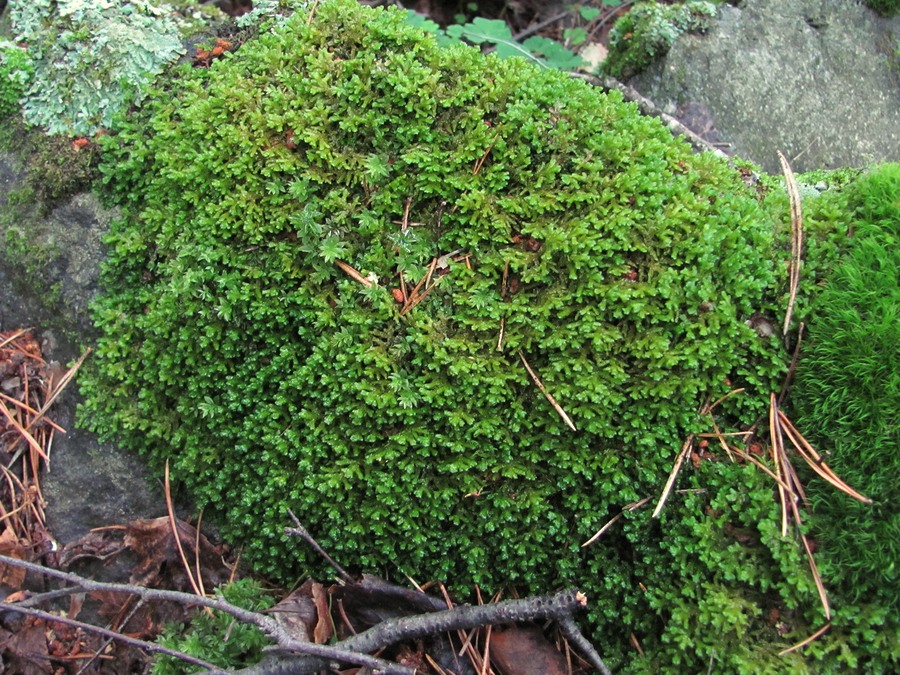 Image of genus Porella specimen.