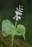 Maianthemum bifolium. Верхушка побега с соцветием и листьями. Республика Алтай, Шебалинский р-н, окр. с. Камлак, правый борт долины р. Сема, надпойменная терраса, сосновый лес. 01.06.2017.