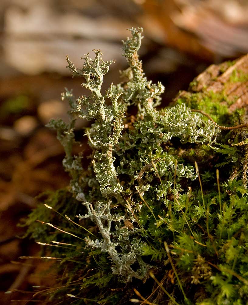 Изображение особи род Cladonia.