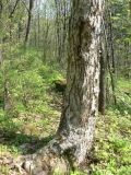 Betula costata. Нижняя часть ствола дерева среднего возраста. Хабаровский край, Хабаровский р-н, окр. пгт Корфовский, южный склон сопки, преимущественно широколиственный лес. 19.05.2013.