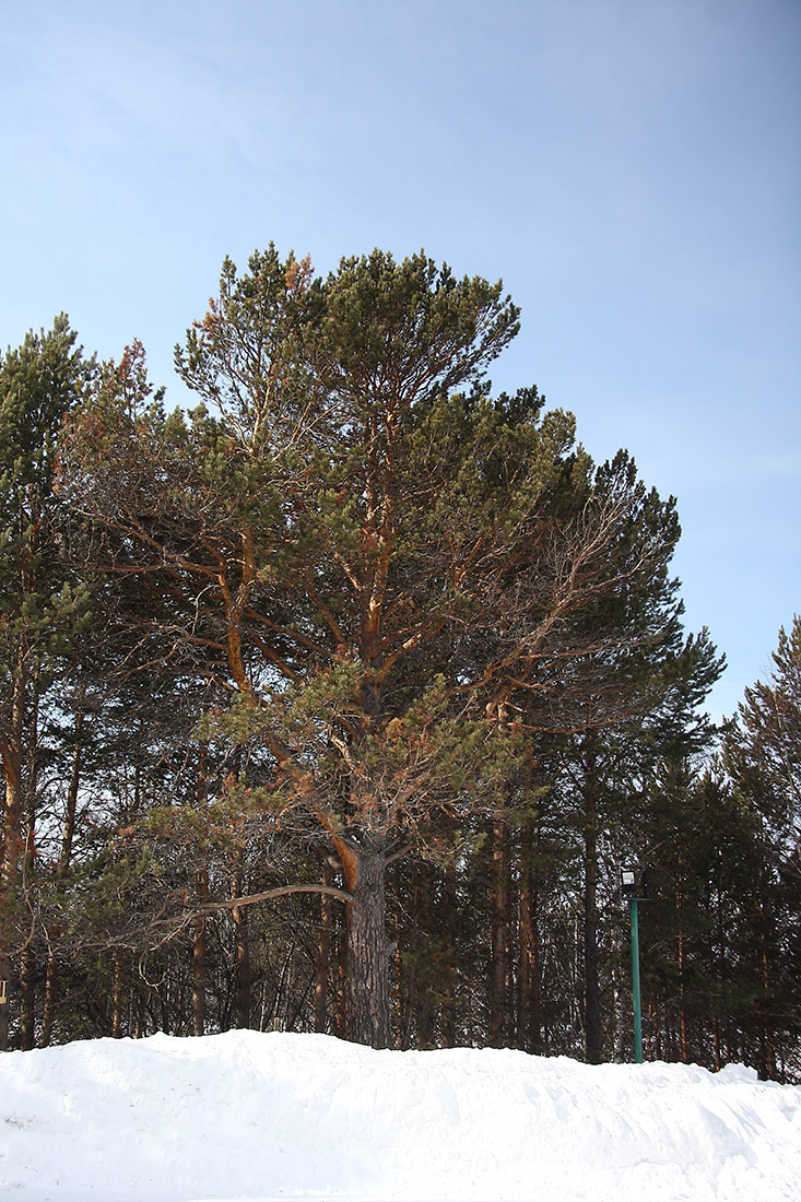 Изображение особи Pinus sylvestris.