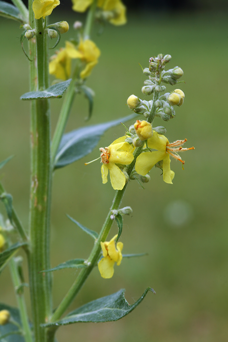 Изображение особи Verbascum lychnitis.