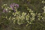 Galium mollugo. Часть стебля с цветами. Кабардино-Балкария, Эльбрусский р-н, средняя часть долины р. Ирик, луг. Июль 2009 г.