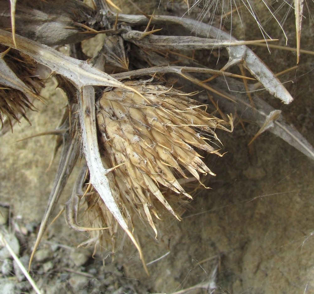 Image of Cirsium argillosum specimen.