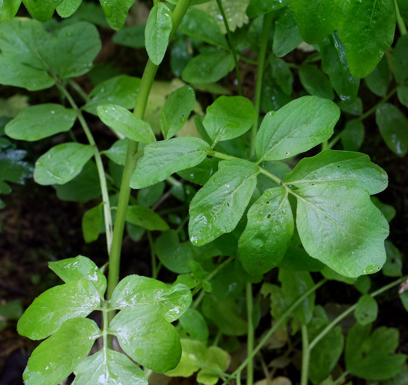 Изображение особи Cardamine amara.