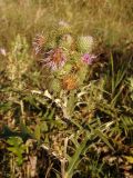 Cirsium laniflorum. Верхушка растения с отцветающими соцветиями. Крым, Белогорский р-н, склон горы между Топловским монастырём и дорогой. 12.08.2018.