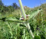 Stachys setifera. Средняя часть побега с соцветиями. Казахстан, Южно-Казахстанская обл., Сырдарья-Туркестанский государственный региональный природный парк, Боралдайский филиал, бас. р. Аяк-Сунгу, берег ручья. 01.06.2016.