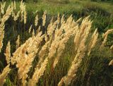 Calamagrostis epigeios