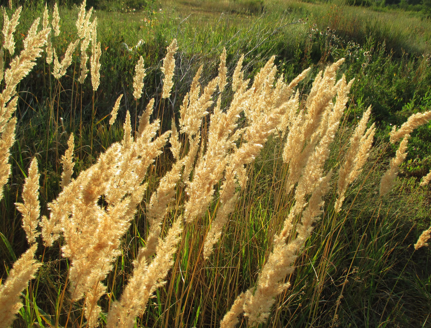 Изображение особи Calamagrostis epigeios.