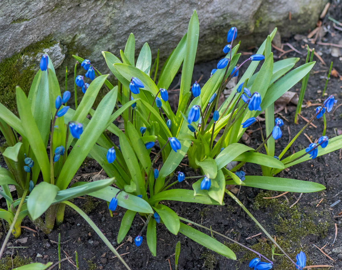 Изображение особи Scilla siberica.