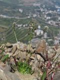 Teesdalia coronopifolia. Цветущее и плодоносящее растение. Южный Берег Крыма, северный склон горы Аю-Даг. 28.04.2019.