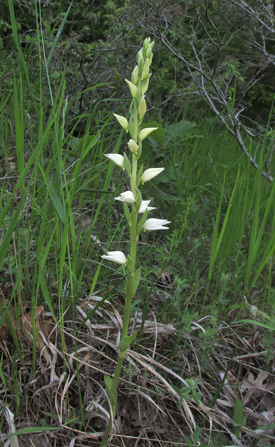 Изображение особи Cephalanthera epipactoides.