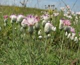 Jurinea stoechadifolia. Верхушка цветущего растения. Украина, Донецкая обл., Старобешевский р-н, окр. пос. Обильное, каменистые обнажения. 11.07.2010.