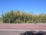 Arundo donax