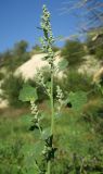 Chenopodium opulifolium. Верхняя часть растения с соцветиями (в стадии начала цветения). Украина, г. Луганск, балка Мощинский яр, основание склона юго-восточной эксп. 26.08.2019.