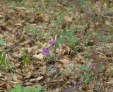 Lathyrus humilis. Верхушка цветущего растения. Иркутская обл., Черемховский р-н, окр. пос. Узкий Луг, редкий смешанный лес. 26.05.2019.