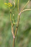 Pastinaca sylvestris. Средняя часть цветущего растения с листом и пазушным побегом с соцветием. Ленинградская обл., Ломоносовский р-н, долина р. Шингарка, разнотравный луг на известняке. 06.08.2019.