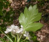 род Crataegus. Часть соцветия и лист. Адыгея, Майкопский р-н, окр. пос. Хамышки, ≈ 740 м н.у.м., буково-пихтовый лес на берегу р. Киша. 30.04.2018.