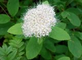 Spiraea beauverdiana. Соцветие и листья. Хабаровский край, г. Советская Гавань, парк на берегу залива. 18.07.2019.