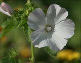 Malva trimestris