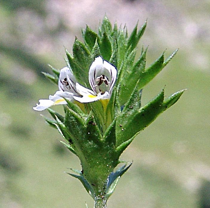 Изображение особи Euphrasia petiolaris.