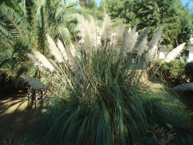 Изображение особи Cortaderia selloana.